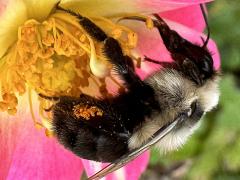 (Common Eastern Bumble Bee) lateral (Common Eastern Bumble Bee) lateral