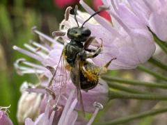 (Lasioglossum Sweat Bee) dorsal (Lasioglossum Sweat Bee) dorsal