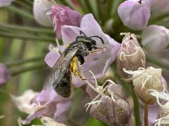 (Lasioglossum Sweat Bee) lateral (Lasioglossum Sweat Bee) lateral