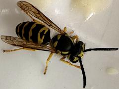 (Eastern Yellowjacket) dorsal (Eastern Yellowjacket) dorsal