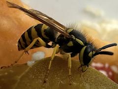 (Eastern Yellowjacket) lateral (Eastern Yellowjacket) lateral