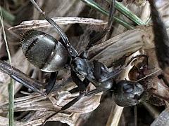 (Silky Field Ant) dorsal (Silky Field Ant) dorsal