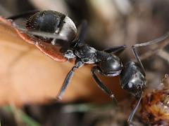 (Silky Field Ant) lateral (Silky Field Ant) lateral
