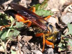 (Great Golden Digger Wasp) female digging (Great Golden Digger Wasp) female digging