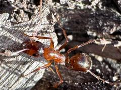(Variable Field Ant) dorsal (Variable Field Ant) dorsal
