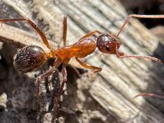 (Variable Field Ant) profile (Variable Field Ant) profile