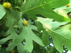 (Jumping Oak Gall Wasp) underside galls on White Oak (Jumping Oak Gall Wasp) underside galls on White Oak