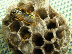 (European Paper Wasp) nest (European Paper Wasp) nest