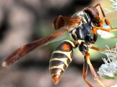 (Dark Paper Wasp) lateral (Dark Paper Wasp) lateral