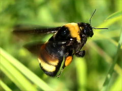 (Black-and-gold Bumble Bee) flying (Black-and-gold Bumble Bee) flying