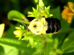 (Two-spotted Bumble Bee) flight (Two-spotted Bumble Bee) flight