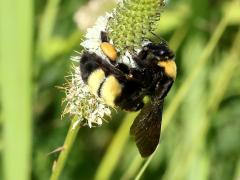 (Black-and-gold Bumble Bee) on White Prairie Clover (Black-and-gold Bumble Bee) on White Prairie Clover