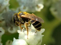 (Ligated Furrow Bee) on Wild Quinine (Ligated Furrow Bee) on Wild Quinine