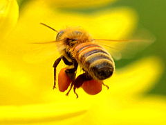 (European Honey Bee) flying pollen baskets (European Honey Bee) flying pollen baskets