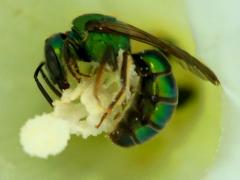 (Pure Green-Sweat Bee) on Hedge Bindweed (Pure Green-Sweat Bee) on Hedge Bindweed