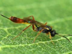 (Distincta Ichneumon Wasp) female (Distincta Ichneumon Wasp) female