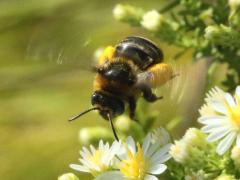 (Drury's Long-horned Bee) female flying (Drury's Long-horned Bee) female flying