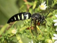 (Four-banded Stink Bug Hunter) on Heath Aster (Four-banded Stink Bug Hunter) on Heath Aster