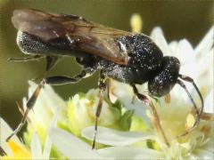 (Braconid Wasp) female on Heath Aster (Braconid Wasp) female on Heath Aster