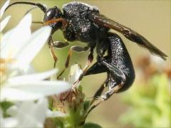 (Braconid Wasp) female profile on Heath Aster (Braconid Wasp) female profile on Heath Aster