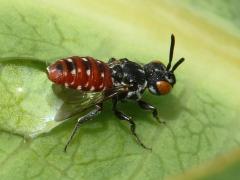 (Cuckoo Bee) female (Cuckoo Bee) female