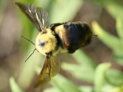 (Brown-belted Bumble Bee) queen flying (Brown-belted Bumble Bee) queen flying