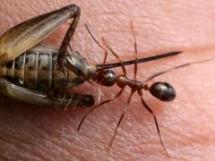 (Variable Field Ant) hunting Fall Field Cricket (Variable Field Ant) hunting Fall Field Cricket