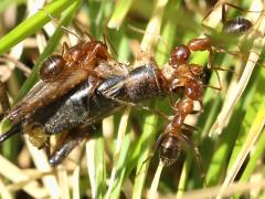 (Variable Field Ant) scavenging Fall Field Cricket (Variable Field Ant) scavenging Fall Field Cricket