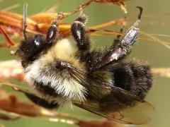 (Common Eastern Bumble Bee) female on Indian Grass (Common Eastern Bumble Bee) female on Indian Grass