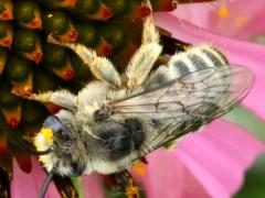 (Melissodes Long-horned Bee) on Purple Coneflower (Melissodes Long-horned Bee) on Purple Coneflower