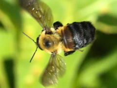 (Brown-belted Bumble Bee) flying (Brown-belted Bumble Bee) flying
