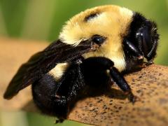 (Brown-belted Bumble Bee) queen (Brown-belted Bumble Bee) queen