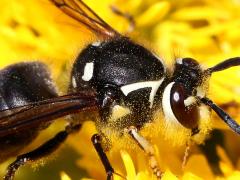 (Bald-faced Hornet) head (Bald-faced Hornet) head