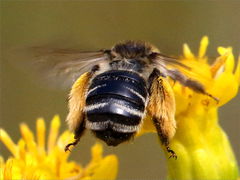(Melissodes Long-horned Bee) flying on Stiff Goldenrod (Melissodes Long-horned Bee) flying on Stiff Goldenrod