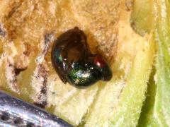 (Chalcidoid Wasp) coiled (Chalcidoid Wasp) coiled