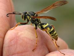 (Dark Paper Wasp) lateral (Dark Paper Wasp) lateral