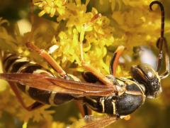 (Dark Paper Wasp) male (Dark Paper Wasp) male