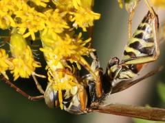 (Dark Paper Wasp) male ventral (Dark Paper Wasp) male ventral