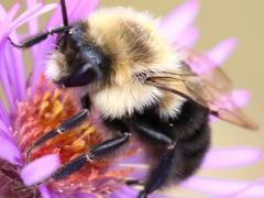 (Common Eastern Bumble Bee) male on New England Aster (Common Eastern Bumble Bee) male on New England Aster