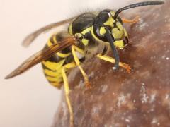 (Eastern Yellowjacket) munchkin (Eastern Yellowjacket) munchkin