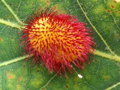 (Hedgehog Gall Wasp) gall Lacewing egg on White Oak (Hedgehog Gall Wasp) gall Lacewing egg on White Oak