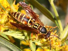 (Dark Paper Wasp) dorsal (Dark Paper Wasp) dorsal