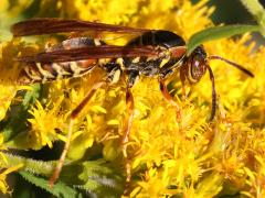 (Dark Paper Wasp) lateral (Dark Paper Wasp) lateral