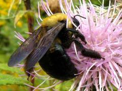 () (Eastern Carpenter Bee) on Tall Thistle
