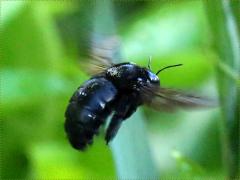 (Sonoran Carpenter Bee) female flying (Sonoran Carpenter Bee) female flying