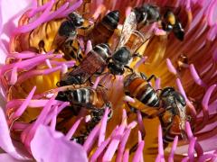 () (Red Dwarf Honey Bee) swarm on Sacred Lotus