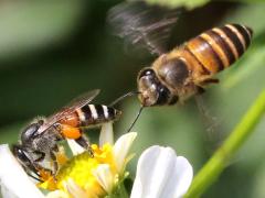 (Asiatic Honey Bee) flying (Asiatic Honey Bee) flying