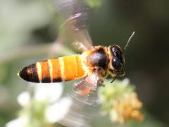 (Giant Honey Bee) flying (Giant Honey Bee) flying