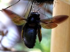 (Bronze-winged Bamboo-Carpenter) hovering dorsal (Bronze-winged Bamboo-Carpenter) hovering dorsal