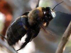 (Bronze-winged Bamboo-Carpenter) hovering profile (Bronze-winged Bamboo-Carpenter) hovering profile